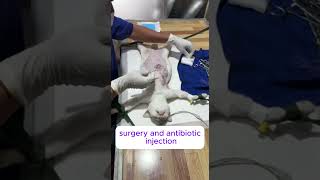 cat cyst surgeryshortvideo spayandneuter [upl. by Russia690]