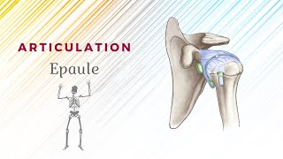 Anatomie De Lépaule  Articulation ScapuloHumérale [upl. by Aydidey]