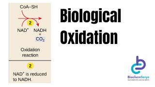 Biological Oxidation Reduction Reactions  Biochemistry [upl. by Syverson476]