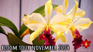 Orchid Bloom Tour  November 2024 [upl. by Nakasuji]