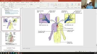 BCT Lymph System Part 1 [upl. by Portland]