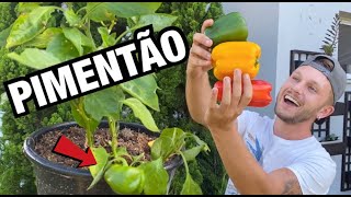 TUDO SOBRE O PIMENTÃO  CULTIVO REGA TERRA IDEAL ADUBAÇÃO e PROPAGAÇÃO [upl. by Bj]