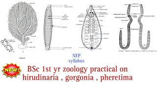 BSc 1st yr zoology pratical on hirudinaria gorgonia pheretima zoology pratical  NEP syllabus [upl. by Annunciata]