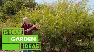 Grevillias 101  GARDEN  Great Home Ideas [upl. by Medea]