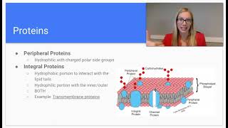 2 4 Plasma Membrane [upl. by Gregor]