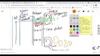 Translocation AQA Biology A Level [upl. by Lexa861]