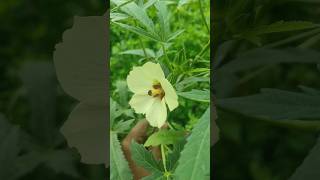 This is the best Techniques Okra Lateralize Farming Rural village Life farming satisfying shorts [upl. by Serena]