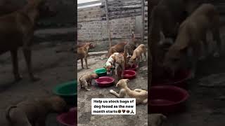 No food for our dogs 😔😔🐕 God bless donate our food God bless 🙏🙏🙏🙏 [upl. by Nnaj]