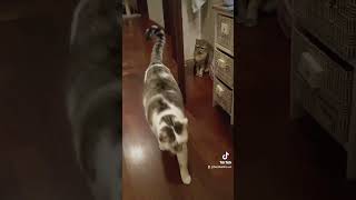 Figo 😎 cat bombolino catlover videogatti gattidiyoutube cats funny [upl. by Ihcalam150]