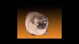 Dancing Pug Meme [upl. by Llenyar957]