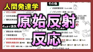 【人間発達学②】原始反射・反応（ガラント反射・モロー反射・非対称性緊張性頸反射・立ち直り反応など）【理学療法士・作業療法士】 [upl. by Nytsirk]