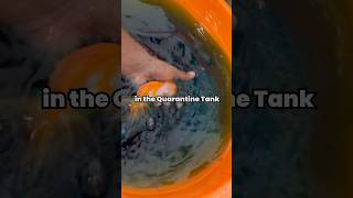 🐠GOLDFISH taking BLUE water BATH🤩 METHYLENE blue treatment medication quarantine [upl. by Vanden]