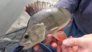 Perch Fishing Rigs Tips amp Tactics [upl. by Hootman197]