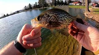 Spring Pond Crappie [upl. by Eciralc]