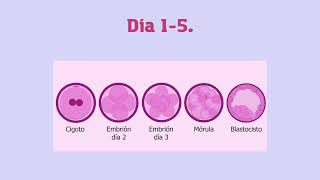 MEIOSIS y Fertilización in vitro [upl. by Nahtanohj526]