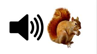 Squirrel  Sound Effect  ProSounds [upl. by Furnary800]