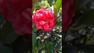 Camellia Japonica garden flower [upl. by Nadab]