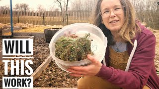 No Till Raised Bed Gardening Planting 400 Onions [upl. by Jenifer873]