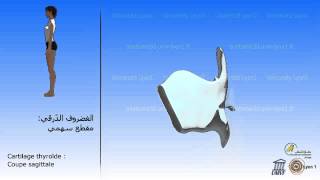 Le larynx Cartilages et os hyoïde الحنجرة  الغضاريف و العظم اللامي [upl. by Niltiak249]