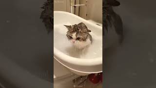 Dirty one shortvideo cat mycatchannel funny catchannel yourcat funnycats yourpet pets [upl. by Eimot]