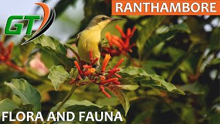 Ranthambore Slideshow  Flora and Fauna [upl. by Latsirc]