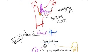 Nerve Fibers Classification Part 3 Cranial Nerves 712  About Special Somatic Efferent Fibers [upl. by Alyce]