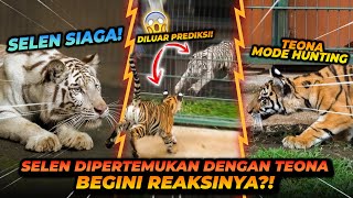 SELEN DIPERTEMUKAN DENGAN TEONA  BISA AKUR GA YA [upl. by Aihsar]