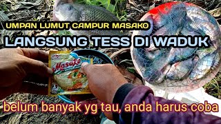 CAMPURAN LUMUT UMPAN MANCING IKAN NILAPAKAI MASAKO LANGSUNG TES DI WADUK [upl. by Phyllida]