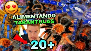 Alimentando Mis 20 Tarantulas INCREÍBLEMENTE LOCAS  Mascotas Exoticas  Tomas Pasie [upl. by Akinas425]