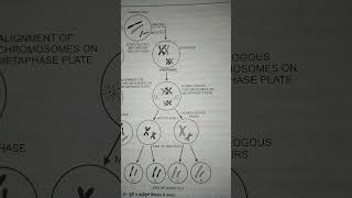 Meiosis and Mitosis between difference [upl. by Nnair662]