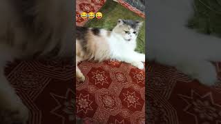 petlovers1777 exlittlebeans kvinzelulitka FUNNYCLIP00 [upl. by Atsuj644]