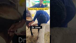 How to Take blood From Jugular vein of Animal  Blood taking method  bloodsample  short [upl. by Lusa]