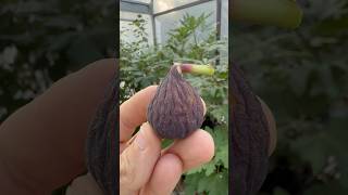 Verdal Negra fig farm fruit garden gardening love nature sun world texas figs [upl. by Atnes629]