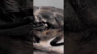 ABW Shorts  House Fly amp Hogna Wolf Spider Live Feeding High Definition [upl. by Aknaib209]