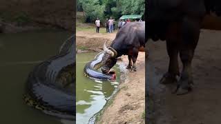 This video is absolutely beyond belief the buffalo actually ate half a python youtubeshorts [upl. by Crystal]