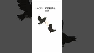 驚きの雑学！カラスは4歳児と同じ知能を持っていた [upl. by Aniv]