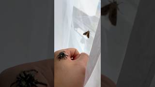 123JUMP Giant jumping spider pet hunting 跳蛛 [upl. by Callan956]