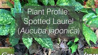 Aucuba Plant Profile [upl. by Slaohcin859]