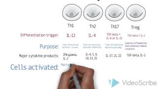 th1 th2 th17 in normal immunity and in IBD [upl. by Grieve775]