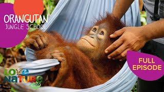 Return to the Wild  Orangutan Jungle School 110 [upl. by Eninaj467]