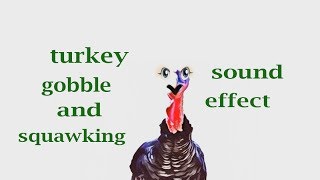 Turkey Gobble and Squawking Sound  Sound Effect  Animation [upl. by Claire]