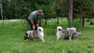 Norwegian Elkhound Puppies at 5 Weeks Old [upl. by Mattias]