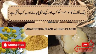 Heeng ہینگ لگانے کا موسم ، اسکو کب اور کیسے لگایا جائے اور یہ کب اُگتی ہےASAFOETIDA PLANT in Pak [upl. by Hege]