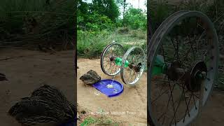 Creative DIY Bird Trap  Amazing Quail Trap shorts [upl. by Kee52]