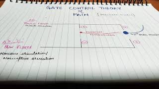 Gate control theory of pain in easy way Quick revision [upl. by Giesecke440]