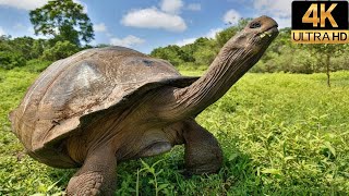 Galapagos with David Attenborough  Origin  4K Wildlife Documentary [upl. by Fernandez]