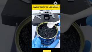 Caviar Under The Microscope thistechnology facts shoets microscope mrbeast funny shortsfeed [upl. by Shalna178]