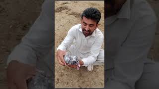 Lagar par gea kabootar ko like share or subscribe zarur kary plz [upl. by Byrne]