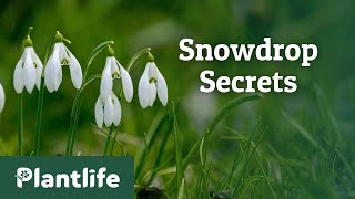 The Hidden Secrets of Snowdrops [upl. by Gilbertson108]