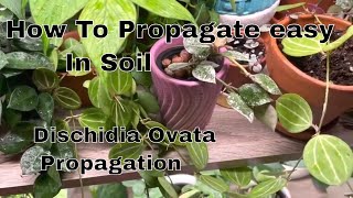 Propagating Dischidia Ovata in Soil  How to propagate in soil [upl. by Adnwahsal]